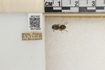 Media type: image;   Entomology 773020 Aspect: Labels